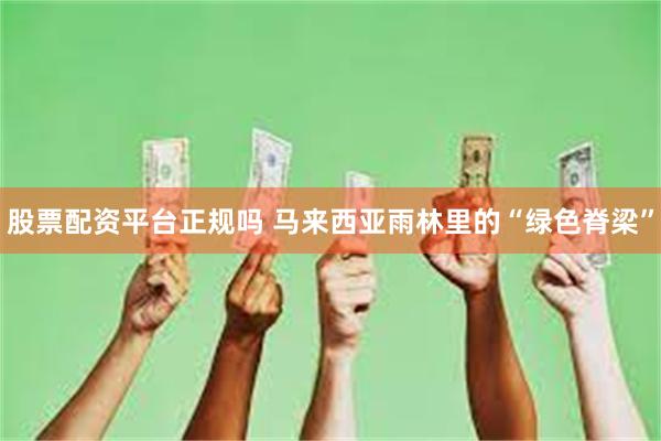 股票配资平台正规吗 马来西亚雨林里的“绿色脊梁”